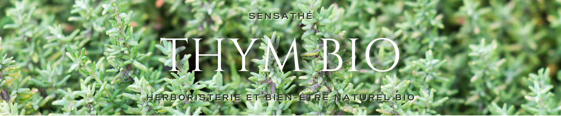 Thym plante médicinale bio